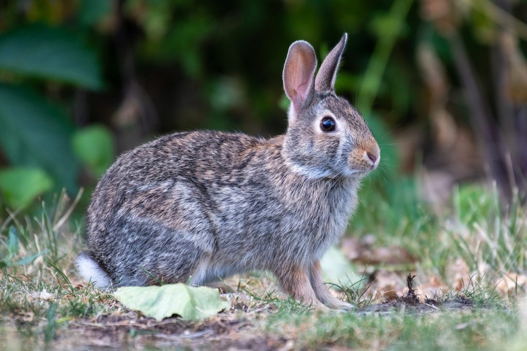 Rabbit. Fursona Quiz