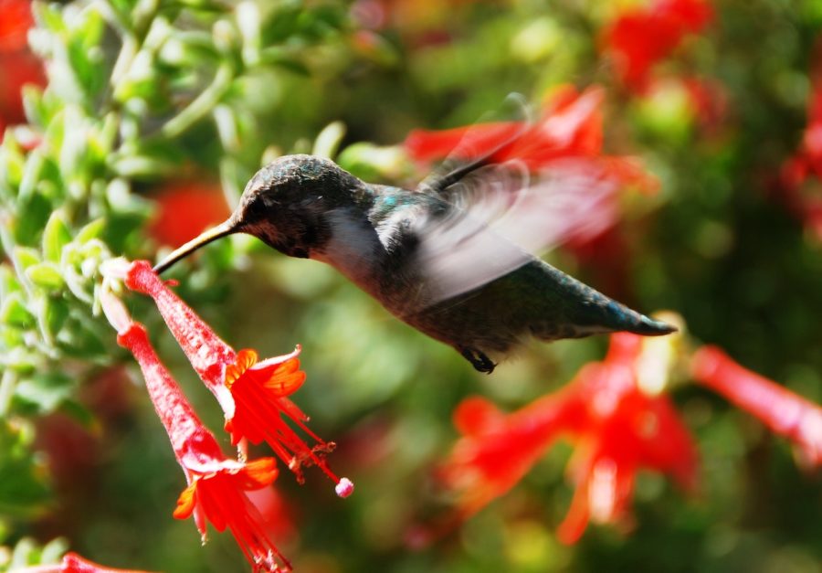what bird are you quiz - Hummingbird