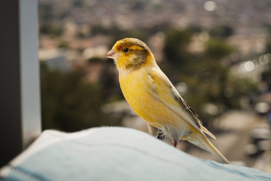 what kind of bird am i - Canary